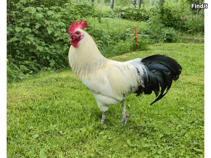 Säljes höns kanat tupp