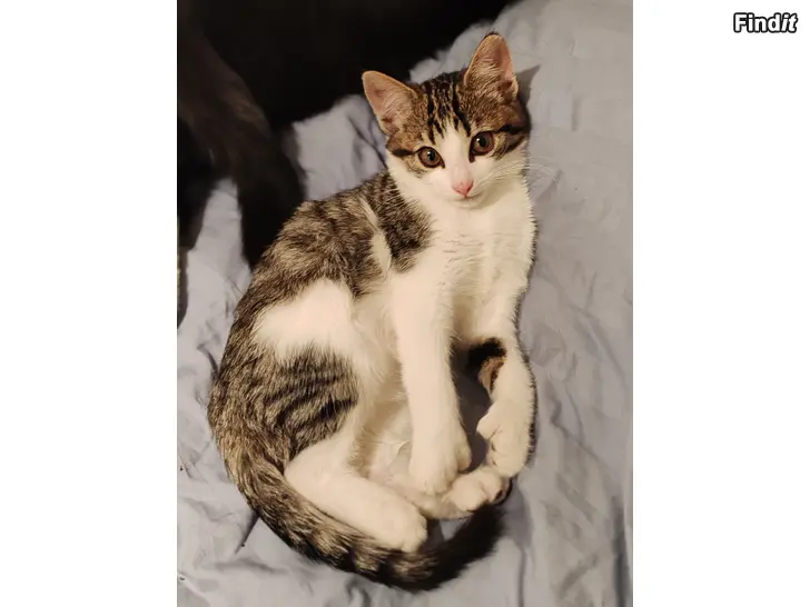 Säljes Kattunge/Kissanpentu