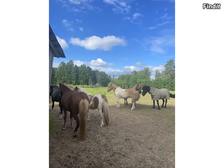 Uthyres Medryttare sökes