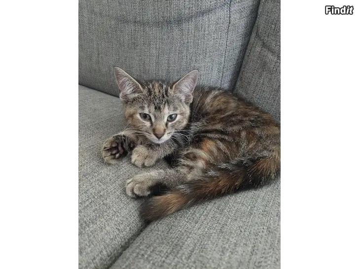 Säljes 1st kattunge