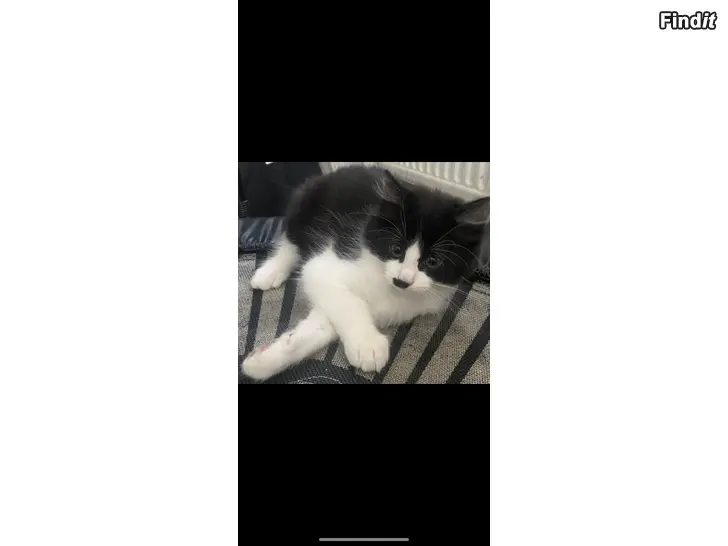 Säljes Kattungar