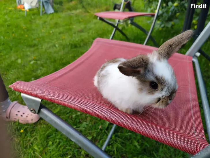 Säljes 2 dvägvädurs han ungar