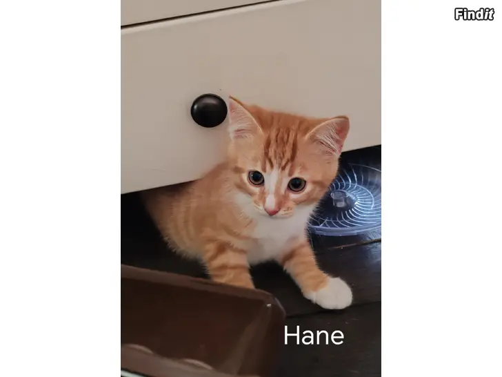 Säljes Söta kattungar