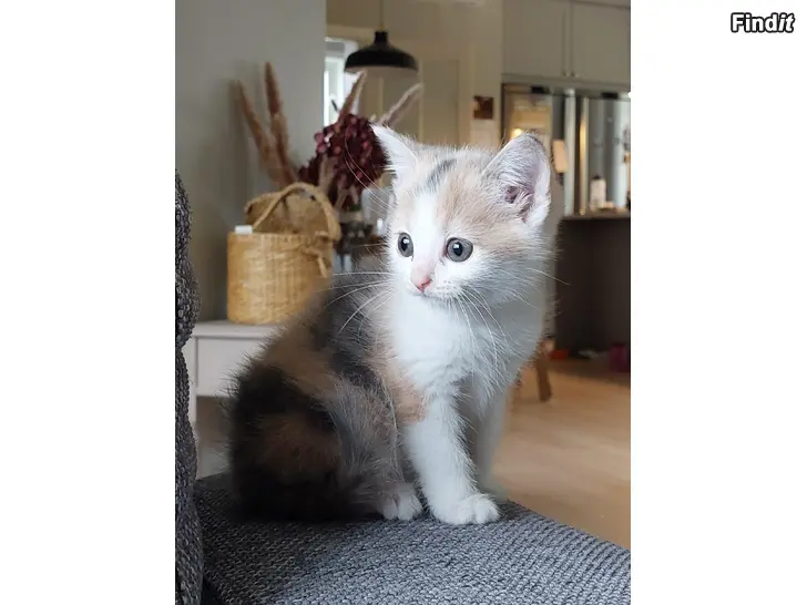 Säljes Söt kattflicka söker nytt hem, reservered