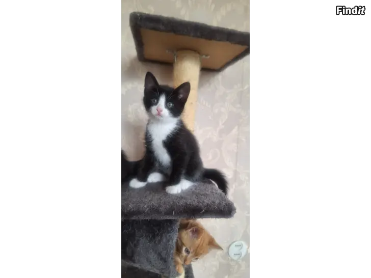 Säljes Kattungar