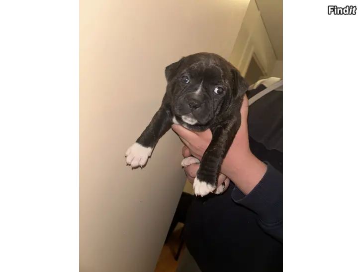 Myydään Staffordshirebullterrier