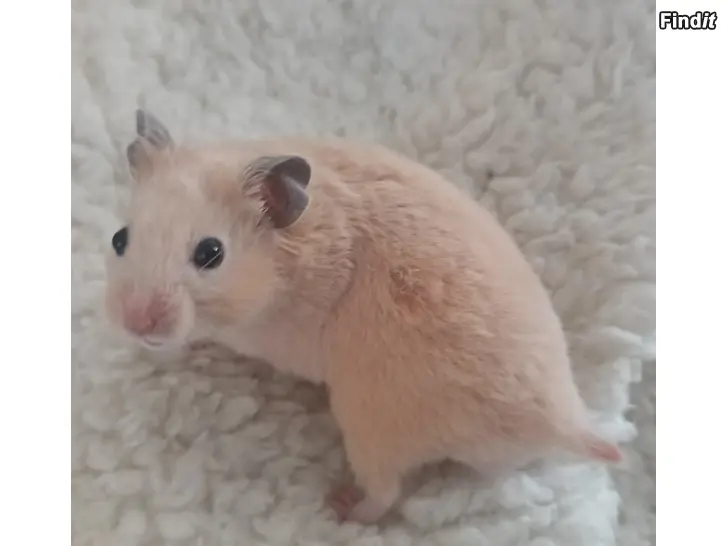 Myydään Hamsterin poikasia