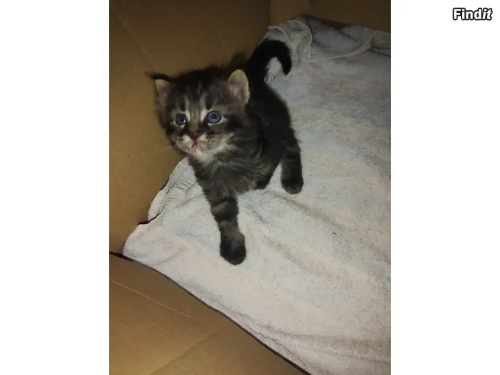 Säljes Kattungar
