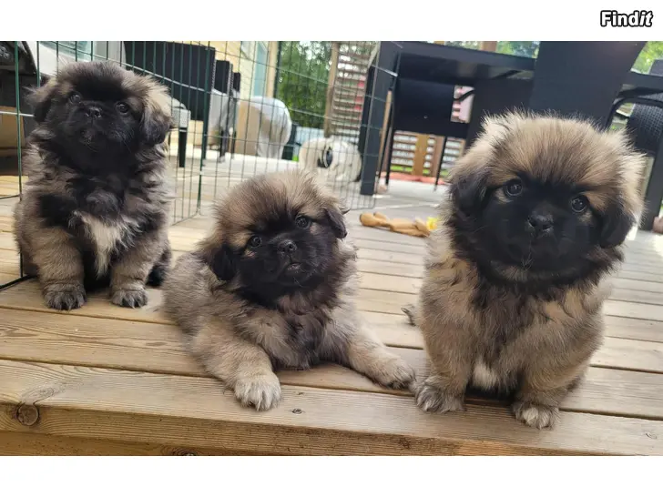 Myydään Tiibetinspanieli pentuja - Tibetanska spaniel valpar