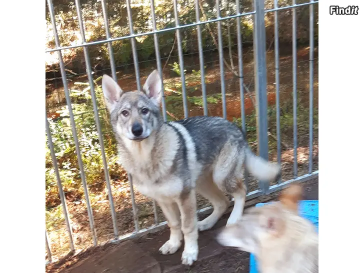 Myydään Sekarotuinen tyttöpentu