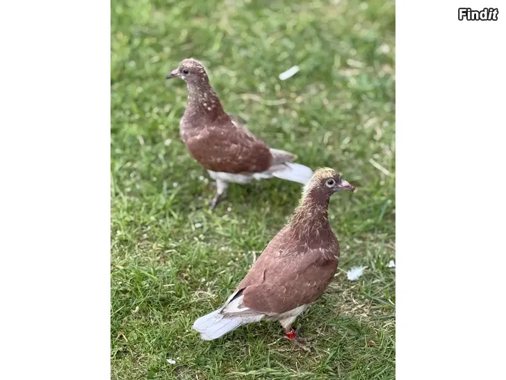 Myydään Duvor