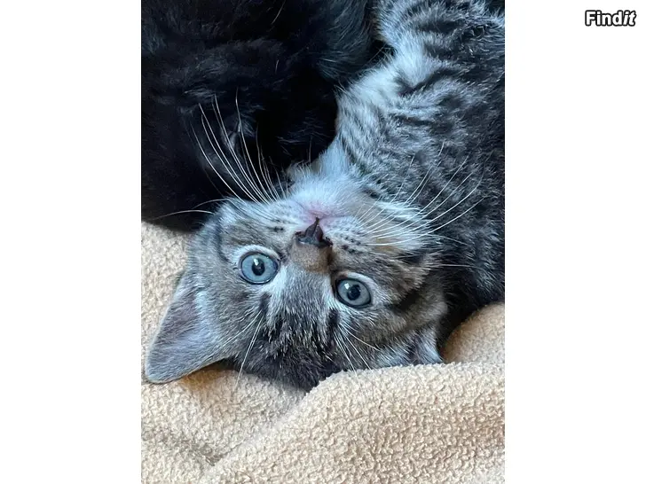 Säljes Maatiaiskissanpenntuja