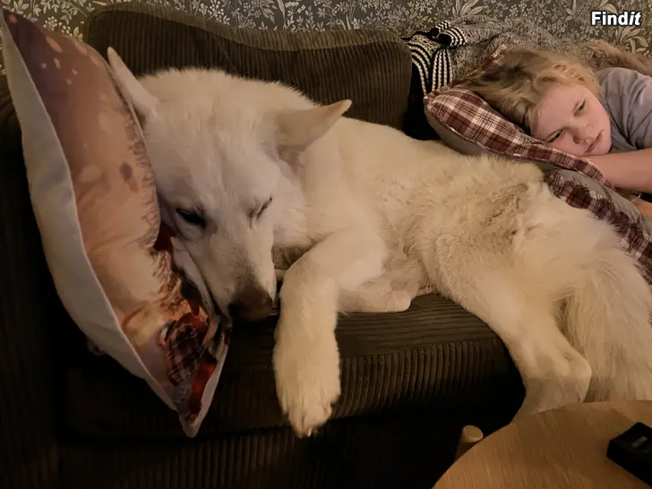 Säljes Världens finaste hund