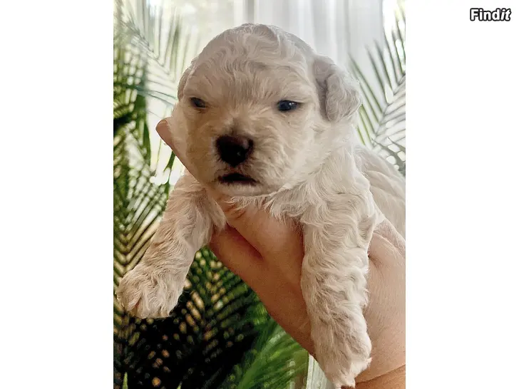 Myydään Poochon valp