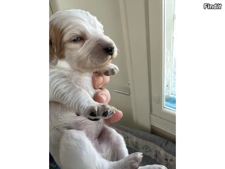 Säljes käyttölinjainen cockerspanieli pentuja