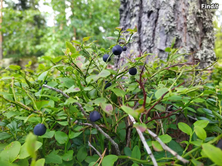 Säljes Mustikka