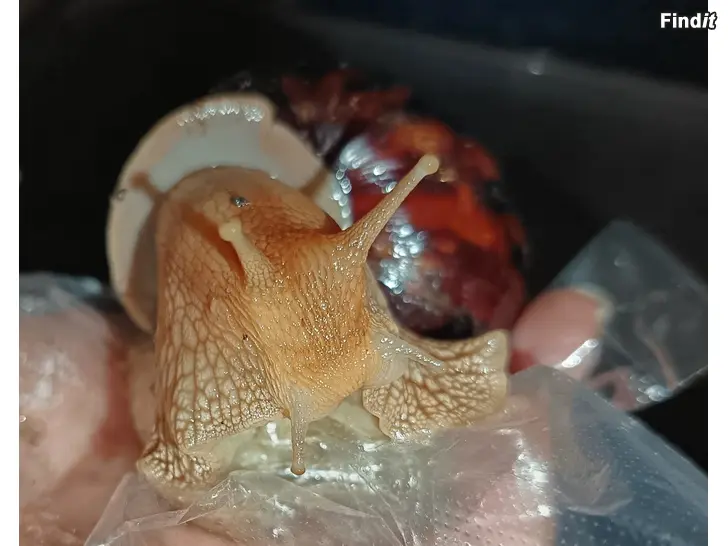 Myydään Kotiloita Lissachatina immaculata var immaculata