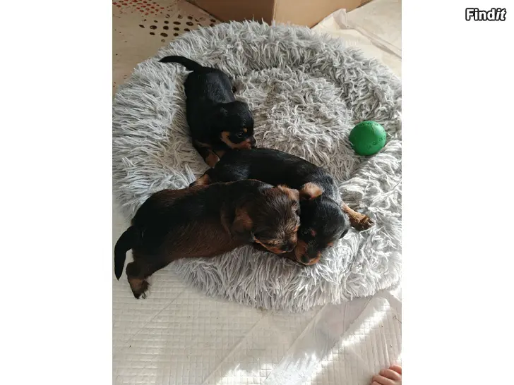Säljes Dvärgpinscher Cavapoochon mix