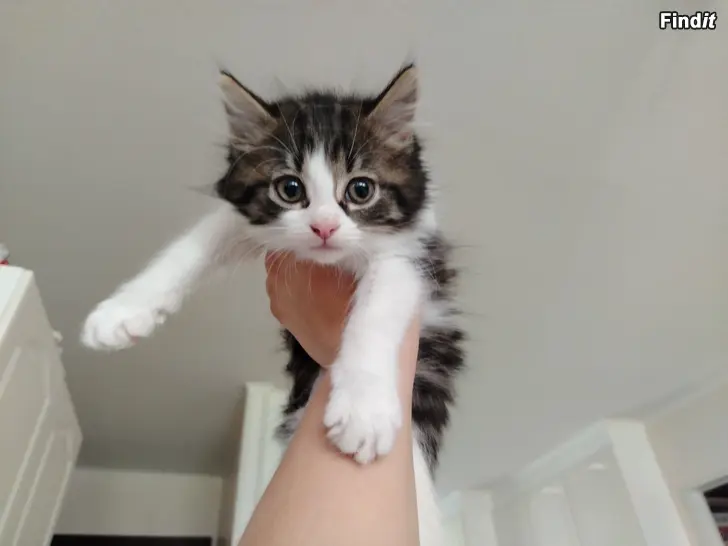 Säljes Säljes kattunge