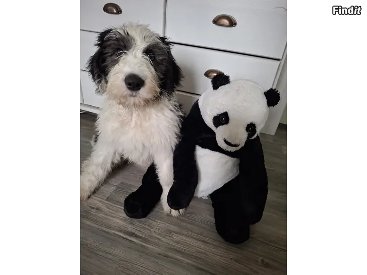 Säljes Old English Sheepdog hanvalp