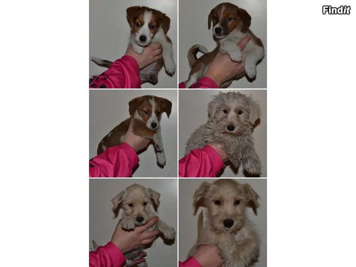 Myydään Terrierimix pennut