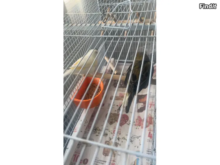 Säljes Häkki ja tarvikkeet