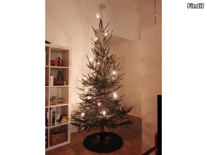 Säljes Vackra närodlade julgranar