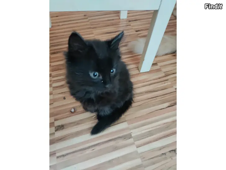 Myydään Kissa pennut