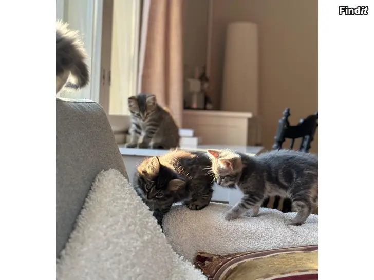 Säljes Kattungar