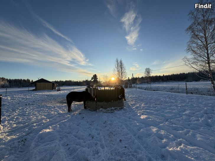 Säljes Ponnyskola, Ponnyklubb och Ponnylek start vecka 1 2025