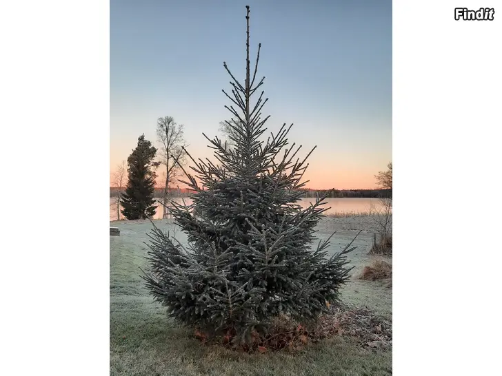 Säljes Äkta Julgranar