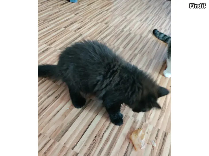 Myydään Kissan pentu poika