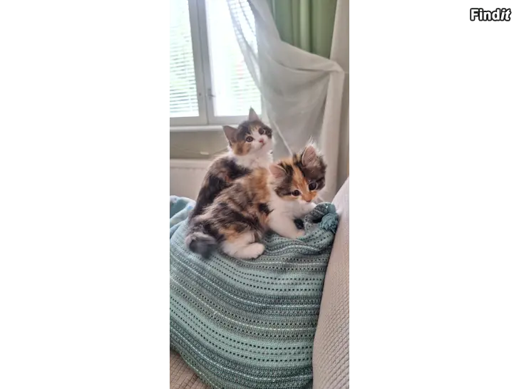 Säljes Kattungat