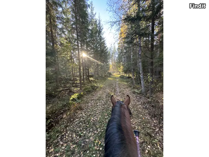 Myydään Höstlovsprogram