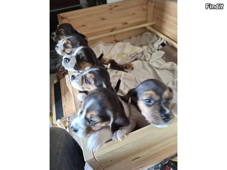 Säljes Beagle valpar