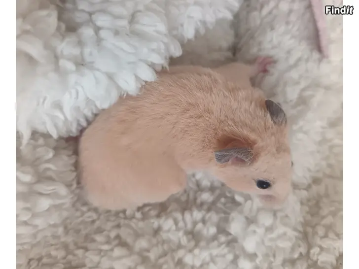 Myydään Hamsterin Poikasia