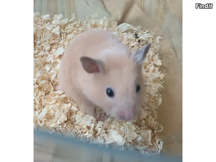 Myydään Syyrian Hamsterin Poikasia