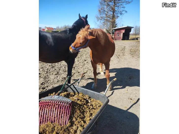 Myydään Intressekoll för finnhäst och varmblod