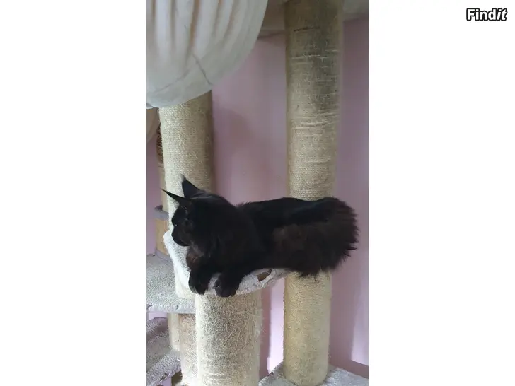 Myydään Kaunis musta Maine Coon tyttö etsii rakkautta omistajia