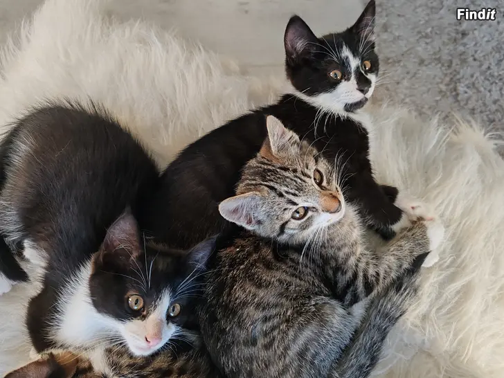 Säljes Kattungar /Kissanpennut