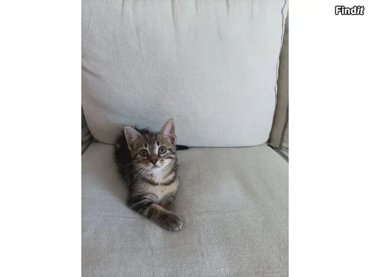 Säljes Kattung
