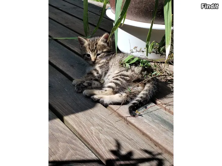 Säljes Kattungar