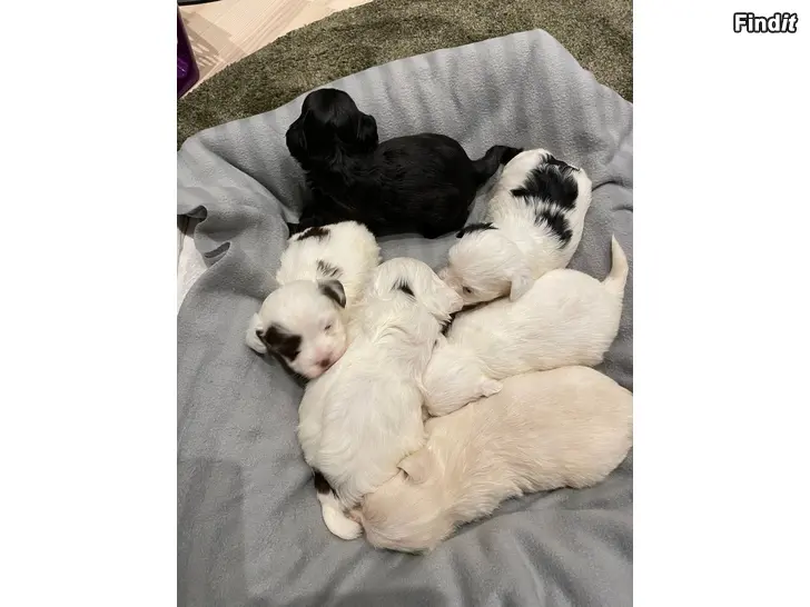 Myydään Bichon