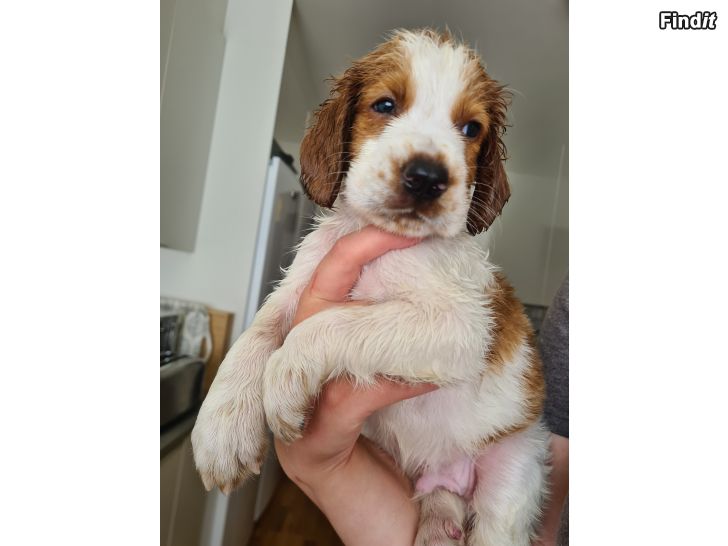 Säljes Welsh springer spaniel valpar