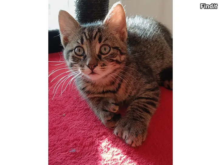 Säljes Kattungar