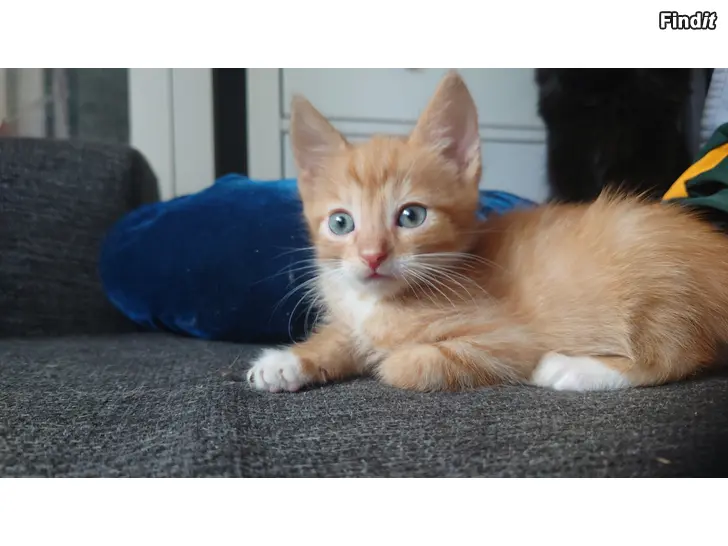 Säljes Kattunge hane