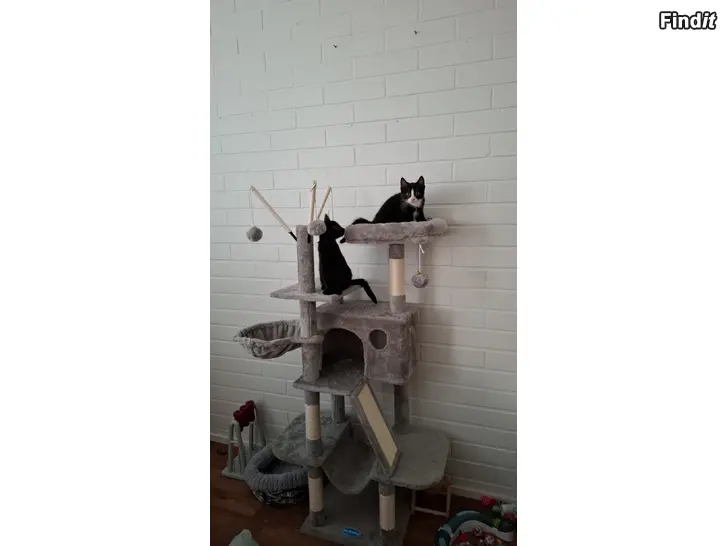 Säljes Kattungar