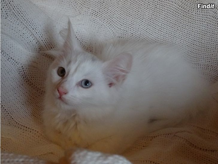 Myydään Valkoiset kissanpennut