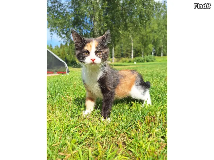 Säljes Kattungar