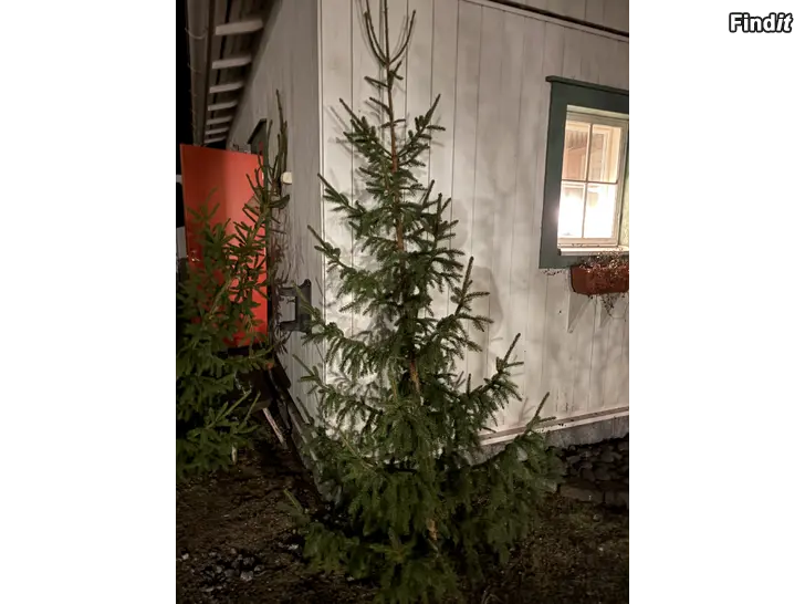 Bortges Två julgranar